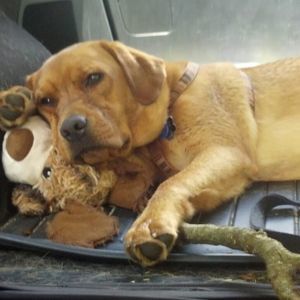 Meet your Posher, Dan